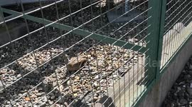 Operation Mallard Duckling Rescue