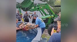 Florida firemen rescue spooked horse that jumped in backyard swimming pool