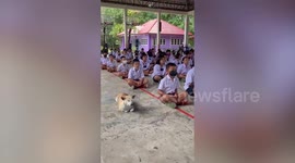 Adorable stray dog sits beside schoolchildren meditating in school