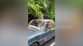 Monkey troop holds driver 'hostage' as it climbs pickup truck
