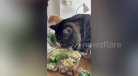 Pet cat enjoys eating cucumber salad take-out meal