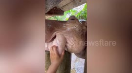 Watch this adorable hippo blissfully snooze mid-massage at a Thai zoo