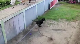 Energetic pet dog runs up wall to glimpse passing cows