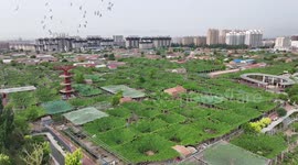 The World's Important Agricultural Cultural Heritage Grape Trellis In Zhangjiakou, China