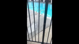 10-week-old Golden Retriever's reaction to seeing Pool for the 1st time is PURE GOLD!