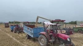 China's bumper summer harvest key stabilizer to inflation-plagued world