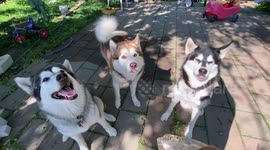 Our adorable Alaskan Malamutes don't mind working for treats as long as they get paid