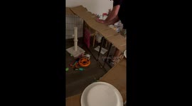 Cardboard Thwarts Climbing Kitten
