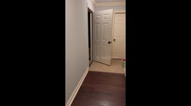 Shaggy Dog Helps Bring Groceries Inside