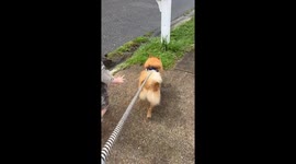 Girl Pretends To Pee On Mailbox After Dog