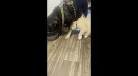 Cat Can't Drink When Dog Is In The Way