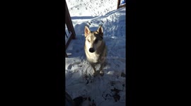 Bjorn Ironside our youngest wolfdog