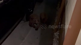 Noisy Bear Cubs Visit Tahoe Home