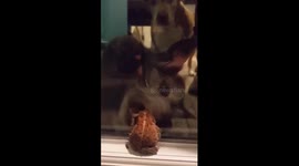 My 14 year old cairn terrier mix Duke trying to eat a toad through our glass door while his pit bull sister Eve watches