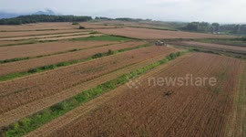 Farmers Harvest Black Wheat on National Land Day in Weihai, China