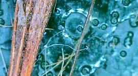 Microscope view of a public bench of Paris, France, Solferino, 223 Boulevard Saint-Germain. 25 june 2023