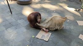 Two orangutans play with a bag @ Taman Safari Bali, Indonesia