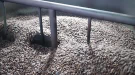 CAFÉ ARÁBICA EM PROCESSO DE TORRA LENTA, PRODUZIDO NA ALTITUDE DE 1.600M DA SERRA DO BRIGADEIRO REGIÃO DA ZONA DA MATA DO ESTADO DE MINAS GERAIS / BRASIL.