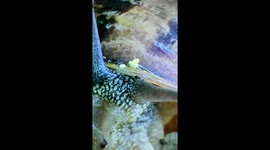 Urban wildlife: Snail close up microscope view France Paris suburb, Antony, Les Baconnets train station. 26 june 2023.