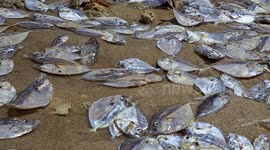 Plankton bloom 'caused by climate change' kills thousands of fish in southern Thailand