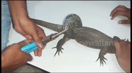 Daring rescue frees monitor lizard trapped in bathroom drain