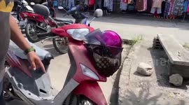 Swarm of aggressive bees converge on motorcycle basket