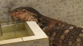 Rampaging wild 'Godzilla' monitor lizard caught in family's bathroom
