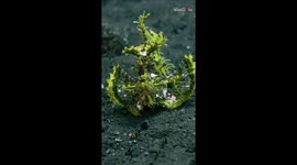 Crazy-looking fish in Bali, Indonesia *Rhinopias Frondosa*