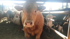 Eid al-Adha: Palestinian vendors showcase their sacrificial animals