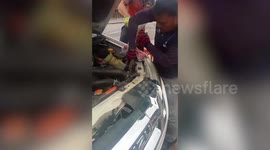 Thai animal rescuers pull out massive monitor lizard stuck inside car engine