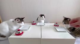 Three pampered pet cats ring bells to ask for treats