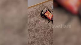 Pet bearded dragon chase laser pointer in living room