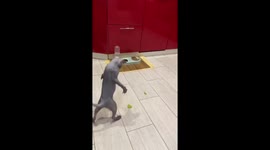 Cat funnily stands up on hind legs as it sees pieces of vegetables on floor