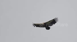 Numerous majestic Griffon Vultures flying in swiss skies visiting from Spain, France