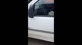 Feline mechanic: adorable cat assists car repair by stretching V-belt on Opel Combo
