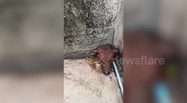 Naughty pet dog rescued when he digs tunnel from cage to adjacent wall
