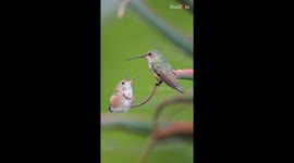Spellbinding up-close footage of mother Hummingbird's unique style of feeding her fledgling