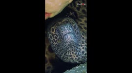 'Fascinating Symbiotic Relationship' - Intimidating Moray Eel lets Cleaner Shrimp remove dirt from its mouth