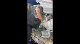 Feeding of her two rabbits with his cousin sevie, vegetables.