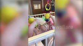 Conjoined twins given 2% survival chance graduate kindergarten