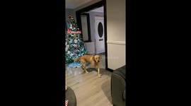 Children wholesomely react on receiving Christmas presents from parents