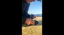 Kind man saves two red-billed oyster catchers ensared in fishing line