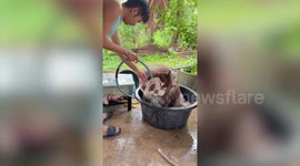 Big pet Siberian Husky dog soaks in small tub with water