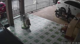Clever pet Siberian Husky turns electric fan with his paws to cool off