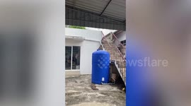 Pair of wild monkeys jump and play inside beauty clinic's water tank