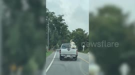 Excited pet dog watches surroundings while riding on back of moving pickup truck