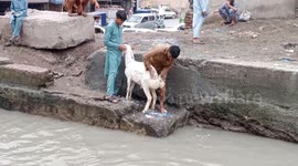 goat bathing in canal