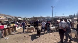 Palestinians buy sheep at a livestock market ahead of Eid al-Adha, in the West Bank city of Nablus