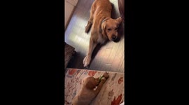 Golden Retriever is adjusting to the new puppy in the family. We promise they love each other!