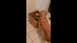 We bought our golden retriever a puppy, their reaction to meeting each other was the cutest!